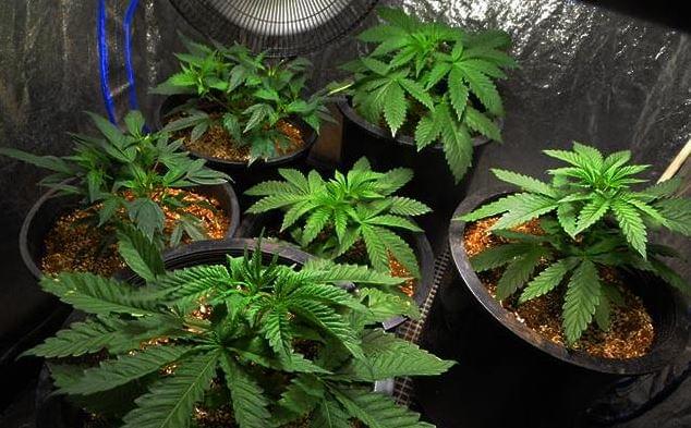 Что такое вегетация конопли прикол новости про марихуану